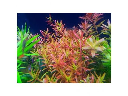 Rotala sp. Vietnam H´ra