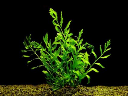 Bolbitis heudelotii