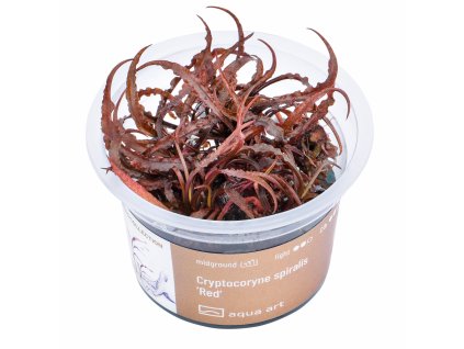 3000 Cryptocoryne spiralis Red top