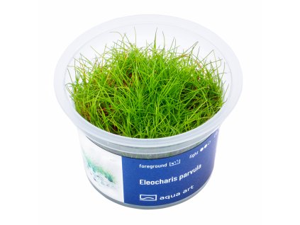 3900 Eleocharis parvula top