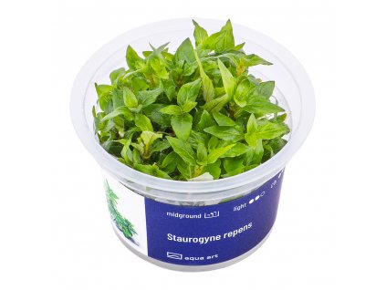 9000 Staurogyne repens top