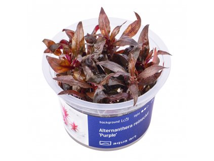 1300 Alternanthera reineckii Purple top