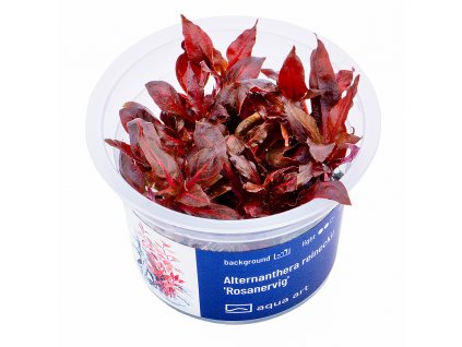 1450 Alternanthera reineckii Rosanervig top