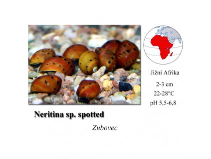 Plž / Neritina sp. spotted
