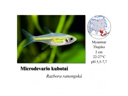 Razbora ranongská / Microdevario kubotai