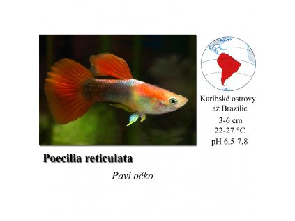Paví očko / Poecilia reticulata tuxedo red