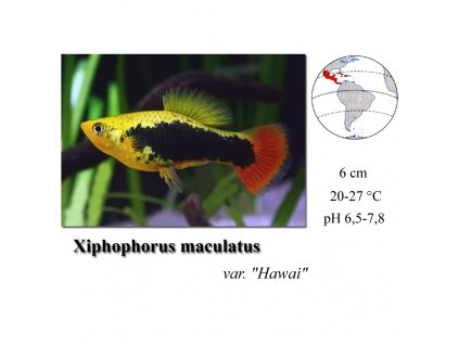 Plata skvrnitá / Xiphophorus maculatus var. Hawai