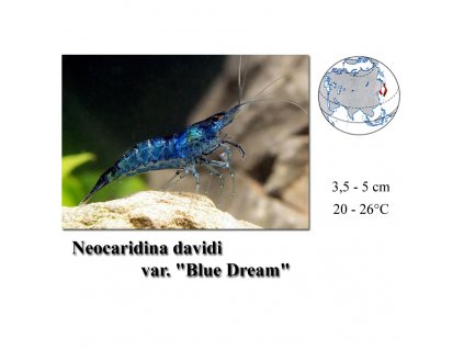 Krevetka / Neocaridina davidi "Blue Dream"