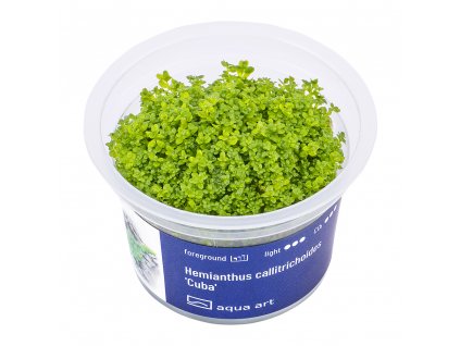 4600 Hemianthus callitrichoides Cuba top