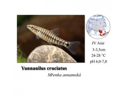Mřenka annamská / Yunnanilus cruciatus
