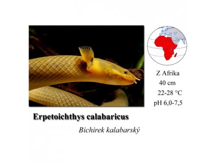 Bichirek kalabarský / Erpetoichthys calabaricus