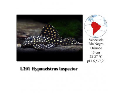 Krunýřovec / L201 Hypancistrus inspector