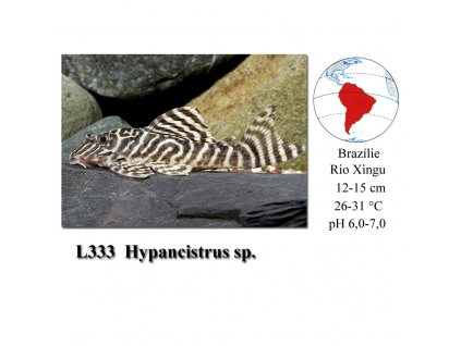 Krunýřovec / L333 Hypancistrus sp.