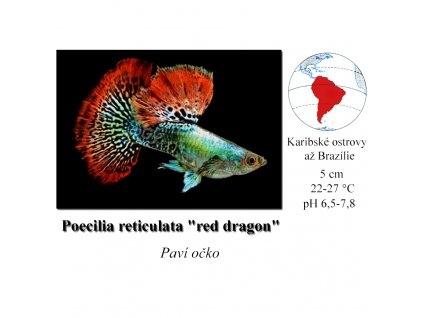 Poecilia reticulata dragon1