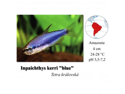 Tetra královská / Inpaichthys kerri "blue"