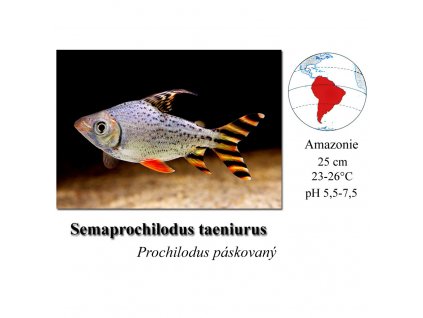 Prochilodus stuhovitý / Semaprochilodus taeniurus Red fin