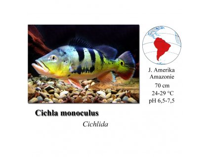 Cichlida ocasooká / Cichla monoculus