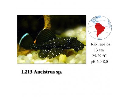 Krunýřovec / L213 Ancistrus sp.