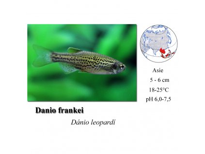 Dánio leopardí / Danio frankei