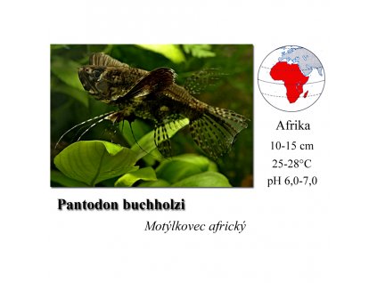 Motýlkovec africký / Pantodon buchholzi
