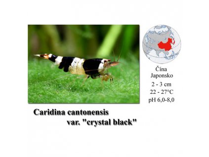 Krevetka / Caridina cantonensis var. "Crystal Black"