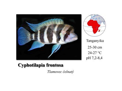 Cyphotilapia frontosa1