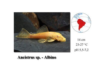 Ancistrus sp. Albino kopie