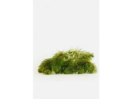 ceratophyllum demersum