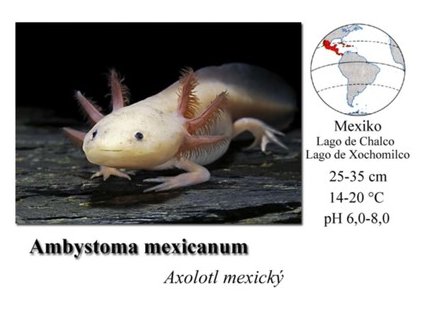 axolotl mexicky1