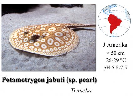 Potamotrygon pearl albin