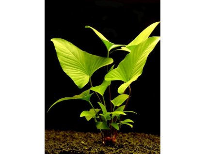 Anubias hastafolia