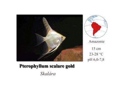 Pterophyllum scalare gold
