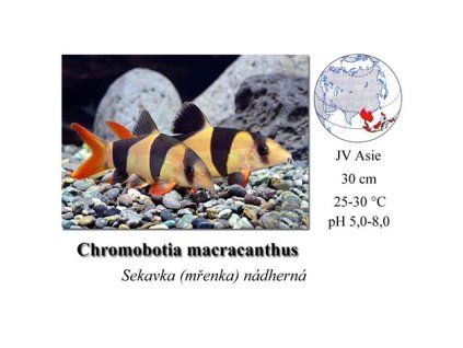 Botia macracanthus