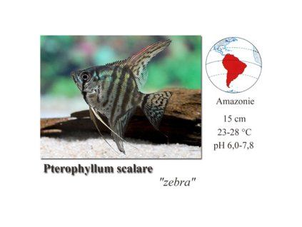 Pterophyllum scalare zebra