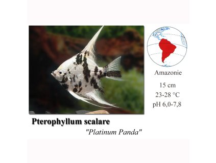 Pterophyllum scalare Panda