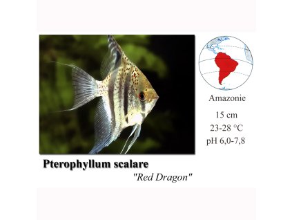 Pterophyllum scalare Red Dragon