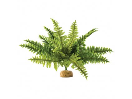 boston fern střední