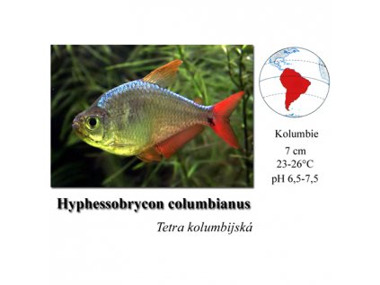 Hyphessobrycon columbianus