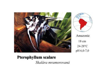 Pterophyllum scalare mramor