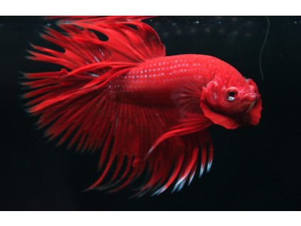 Bojovnice pestrá - samec Crown tail /Betta splendens