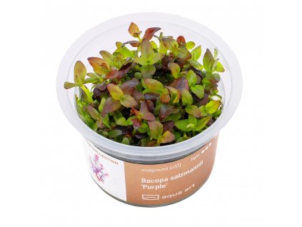Bacopa salzmannii1