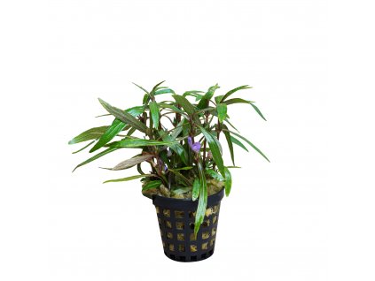 Hygrophila sp. "Araquala"