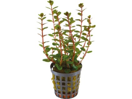 rotala blood red