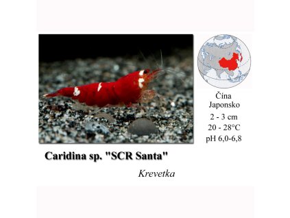 Caridina sp. Santa