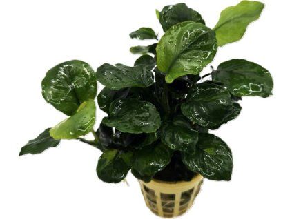anubias golden coin 2