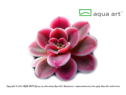 Pinguicula Florian1