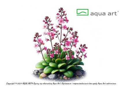 Stylidium debile1