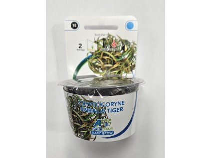 EASY GROW 18 Cryptocoryne spiralis Tiger in-vitro
