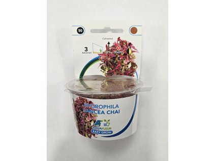 EASY GROW 50 Hygrophila lancea chai in-vitro