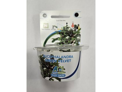 EASY GROW 13 Bucephalandra green velvet in-vitro